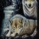 T-shirt 3 Wolves