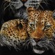 Caballo T-shirt Noctilucent Leopard